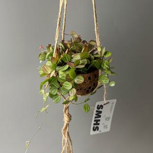 식물행성 디시디아 멜론 코코넛 화분 - 늘어지는 행잉플랜트 공중 걸이식물 플랜테리어