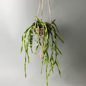 식물행성 립살리스 파라독스 패러독스 코코넛 화분 - 행잉플랜트 공중 걸이식물 플랜테리어