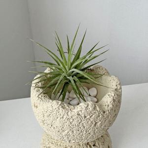 이오난사 틸란드시아 먼지먹는 공기기정화식물 인테리어