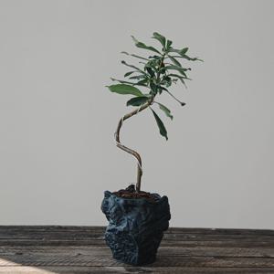 천리향분재 흑절구화분