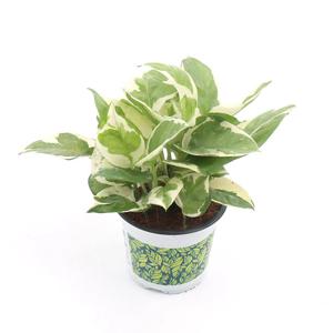 엔조이스킨(소품)