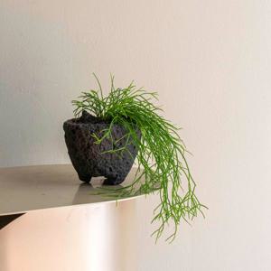 립살리스 카스타 현무암 화산석 돌화분