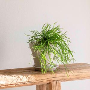 립살리스 카스타 독일토분 키우기 쉬운 식물