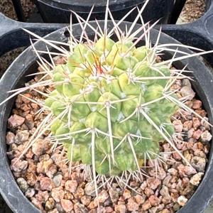 마밀라리아 스크립시아나금 예쁜 선인장금 플랜테리어