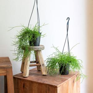 [단독] 에어플랜트 립살리스 카스타 행잉식물