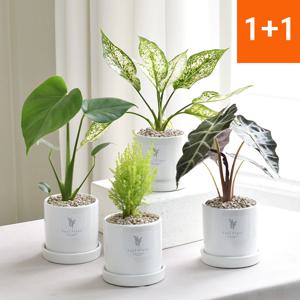 1+1 원형화분 공기정화식물 마오리소포라 율마 몬스테라 유칼립투스
