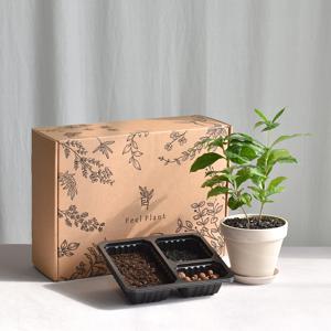 커피나무 필키트 식물 키우기 키트 DIY 수업