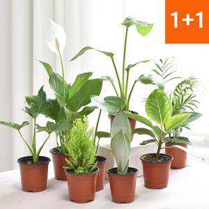 1+1 실내 공기정화식물 허브식물 수경재배식물 모종 골라담기