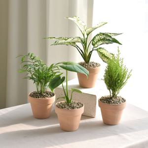 1+1 이태리토분 공기정화식물 마오리소포라 율마 몬스테라