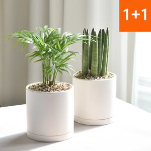 1+1 스투키 테이블야자 공기정화식물 인테리어식물