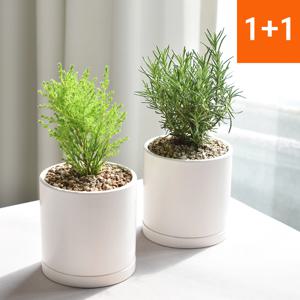 1+1 율마 로즈마리 공기정화식물 인테리어식물