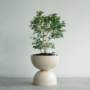 오렌지자스민 베이지더블라운드화분 플랜테리어 오브제 향기나는 인테리어식물