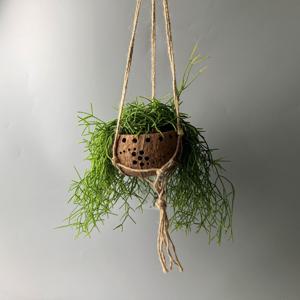 립살리스 폭스테일 코코넛 화분 - 행잉플랜트 공중 걸이식물 플랜테리어