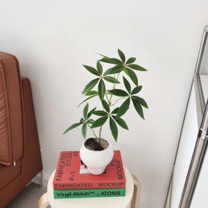 파키라 조화플랜트 조화화분 홈데코 집꾸미기 집들이 선물 개업선물 데스크테리어