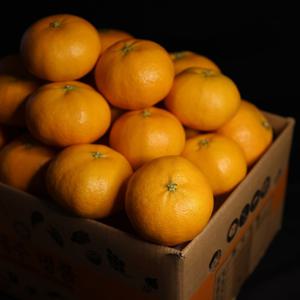 제주 레드향 2kg 3kg 5kg 10kg