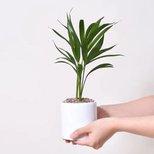 미니화분 아레카야자