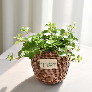 신홀리페페 thank you 라탄바구니