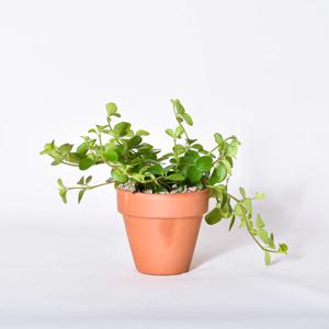 이태리토분 신홀리페페