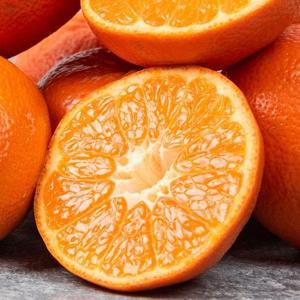 제주 레드향 제주도 서귀포 노지 맛있는 농장 1kg 3kg 5kg