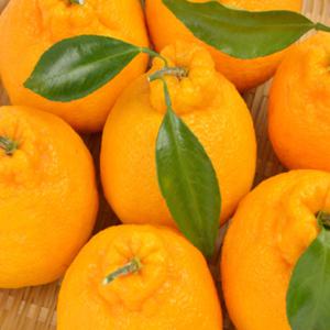 제주 한라봉 2/3/5/10kg 가정용 제주도 서귀포 노지 맛있는 농장