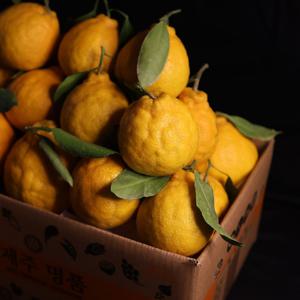 제주 한라봉 2kg 3kg 5kg 10kg