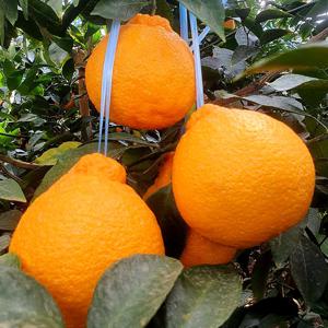 산지직송 프리미엄 제주 한라봉 중소과2kg (8과 내외)