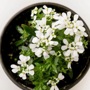 이베리스 이메리스 눈꽃 흰꽃 노지월동 야생화