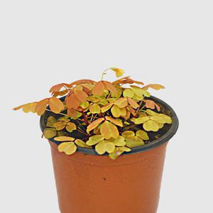 쿠퍼 글로우 사랑초 소형 싱그러운 식물 모종