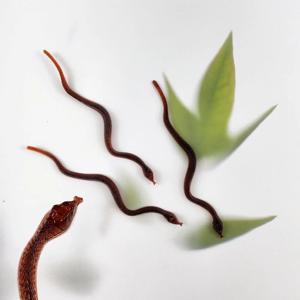 공포 할로윈 이벤트 축제 미니 뱀 모형 미니어처 피규어 벌레 장식