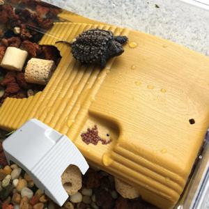 거북이 은신처 쉼터 어항 수족관 꾸미기 인테리어 거북이 계단 휴식처