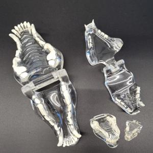 강아지 고양이 치아모형 구강구조 투명 이빨 수의학 교육용 구강 모형