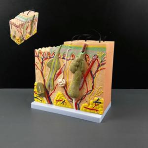 인체모형 교육 교구 해부학 해면조직 50배 피부 장기모형 교육용