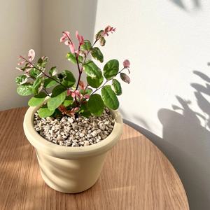 소코라코 핑크 희귀식물 브레이니아 실내공기정화식물 토분 플랜테리어