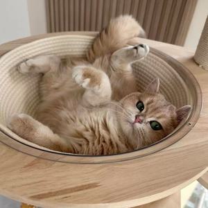 고양이 투명볼 쏙볼스크래쳐 아크릴볼 해먹 전용 스크래쳐 방석