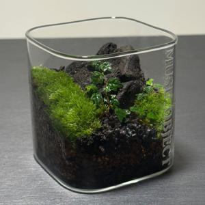 미니 밀폐형 테라리움 M 제주 완제품 이끼 키우기 쉬운 식물 오브제 선물