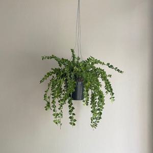 행잉 밀리언하트 디시디아 행잉식물