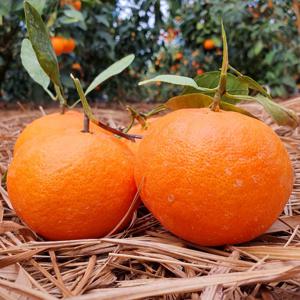 산지직송 프리미엄 제주 레드향 중소과2kg 가정용 선물세트