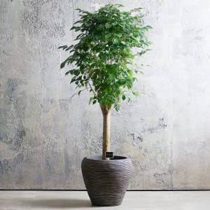 녹보수 대형 묵직한 관엽식물 거실 집들이 개업 축하 럭셔리 인테리어 화분 선물