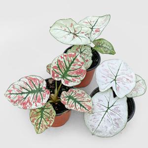 칼라디움 스노우드록 싱그러운 소형 공기정화 식물 모종