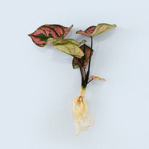 칼라디움 스노우드록 세척 모종 소형 수경재배 인테리어 실내 공기정화 키우기쉬운 식물