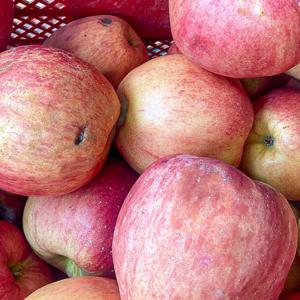 경북 청송 못난이 사과 5kg 흡집 쥬스용 햇사과 꿀사과