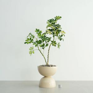 무늬 홍콩야자 베이지 더블라운드 화분 실내인테리어 고급식물