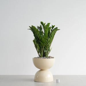 금전수 베이지 더블라운드 화분 돈나무 입주화분 이사 축하선물