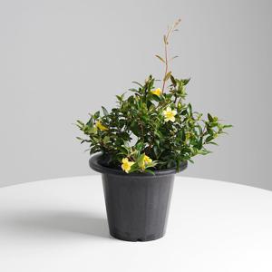 개나리자스민 중품 키우기쉬운 인테리어식물 꽃 모종