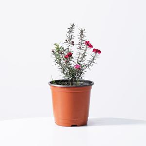 호주매화 키우기쉬운 실내공기정화식물 인테리어식물 소형 모종