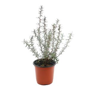 호주매화 마누카 겹꽃 티트리 일지매 키우기 쉬운 공기정화식물