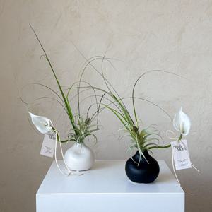 조화+화병 세트 카라 틸란드시아 이오난사 오목 달항아리 도자기 2color