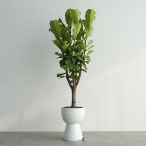 떡갈고무나무 GW-2 유광 화이트 대형화분 실내식물 거실인테리어