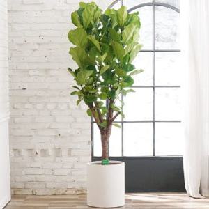 떡갈고무나무 특대형 카페 웅장한 식물 인테리어 오픈 축하 선물 화분 플랜테리어