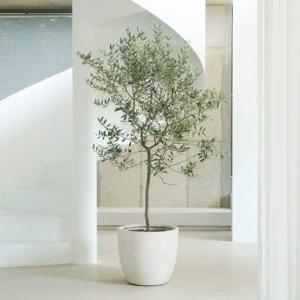 올리브나무 대형 카페 병원 개업선물 축하화분 배달